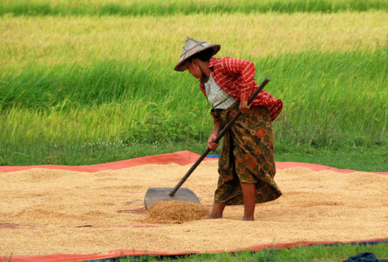 Una contadina che rivolta il riso per asciugarlo