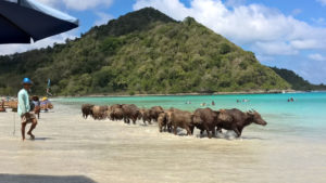 Bufali sulla spiaggia