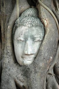 Il volto del Budda teneramente avvolto dalle radici del ficus