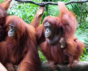 Alcuni oranghi dello zoo di Singapore
