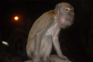 Una vecchia femmina di macaco alle Batu Caves