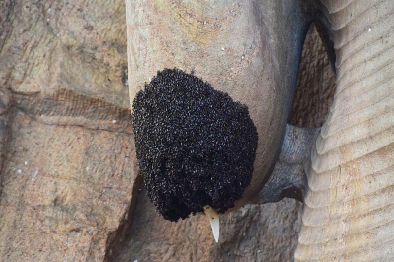 Un nido di api sotto il gomito del Buddha